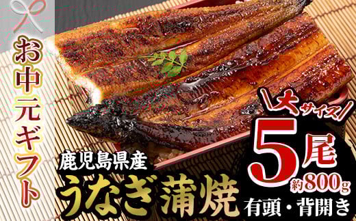 【令和7年お中元対応】厳選！国産 鹿児島県産 うなぎ 蒲焼 大5尾 合計約800g 鰻養殖生産量日本一 鹿児島県産新仔うなぎ使用 こだわりの地焼き！ 冷凍うなぎ 秘伝のタレ 付き うな重 うな丼 きざみ鰻 うなぎのせいろ蒸し弁当にもオススメ！ 贈答 ギフト にも！【南竹鰻加工】【TD-012H】