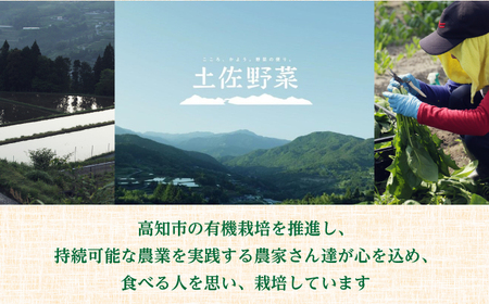 【最速発送】土佐の太陽をいっぱいに浴びた旬の野菜セット「大」【土佐野菜】 [ATBA002]　スピード 最短 最速 発送 春 春野菜 旬野菜 野菜詰め合わせ