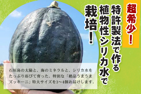 希少！「絶品うまうまズッキーニ」特大サイズ3～4個 贈答用にも！農薬を使わず、特許製法のシリカ水で栽培する特別な野菜 11月～3月順次発送【 産地直送 沖縄県 石垣島産 丸ズッキーニ だるまズッキーニ