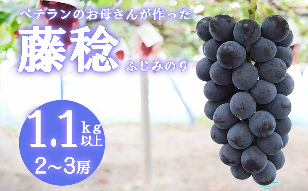 【ふるさと納税】【2026年発送分 先行予約】【フルーツ王国山梨】 藤稔 （ふじみのり） 1．1kg以上（2～3房）　葡萄 ブドウ ぶどう 果物 くだもの 山梨 やまなし フルーツ ふじみのり 富士川町