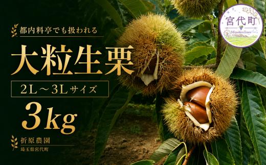 栗 【先行予約】都内料亭でも扱われる 折原農園の生栗 3kg 2L～3Lサイズ | 栗 くり クリ 生栗 完熟 折原農園 埼玉県 宮代町