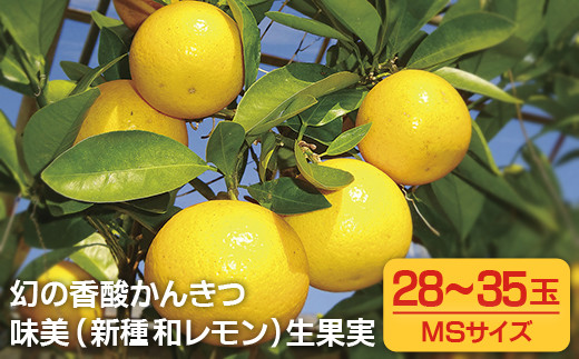 【 希少種 】 柑橘 和 レモン みよし 3kg 産地直送 新鮮 国産 レモン 檸檬 フルーツ 生 果物 果実 くだもの デザート ジュース スイーツ オススメ 長崎県 佐世保市