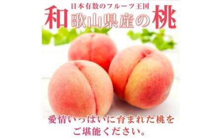 定期便【全3回/7・8・9月】紀州和歌山旬のフルーツ定期便 (桃・梨・ピオーネ)【tkb424】