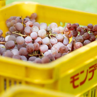 ふるさと納税 笛吹市 【モンデ酒造】一升瓶ワイン6本セット(甲州、ベーリーA、各3本) |  | 03