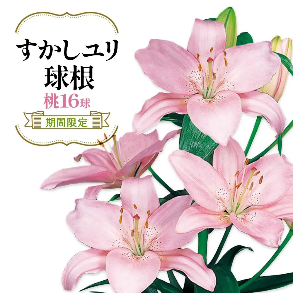 【期間限定】ユリ球根 すかしユリ 桃花16球 桃花品種 花 フラワー 園芸 ガーデニング 植物 高品質 送料無料