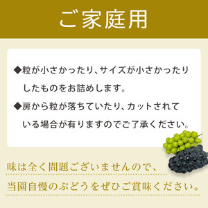 【2026年度_先行予約】【ご家庭用】巨峰（種なし）約1kg〔2026年8月上旬より順次発送〕