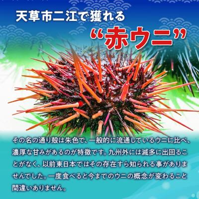 ふるさと納税 天草市 天草二江の天然赤うに 80g_S157-005 |  | 02