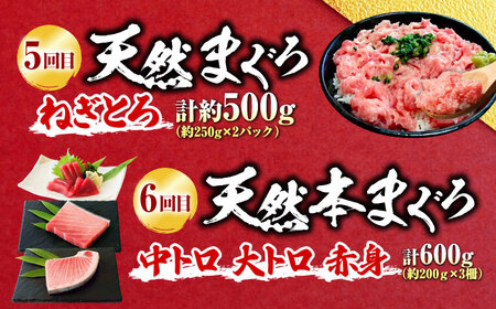 【全6回定期便】まぐろ 豪華 食べ比べ 定期便 [AKAK123]マグロ定期便