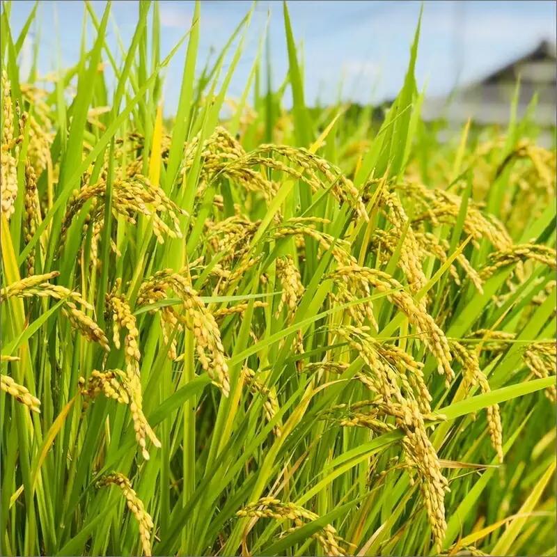 農業姉妹がこだわって栽培！ 白米5kgと旬の野菜詰め合わせ8種 1年定期便【024A-029】