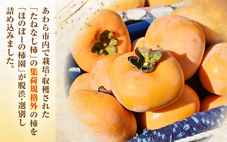 【先行予約】【訳あり】甘みすっきり！あわらのたねなし柿 約3.5kg（18個入）（ご家庭用）／ 果物 フルーツ 産地直送 期間限定 ※2025年10月中旬以降準備出来次第発送 [aw031-a006]