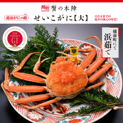 浜茹で【越前せいこがに　大　250g前後】　11～12月順次発送【配送不可地域：離島・北海道・沖縄】【1418205】