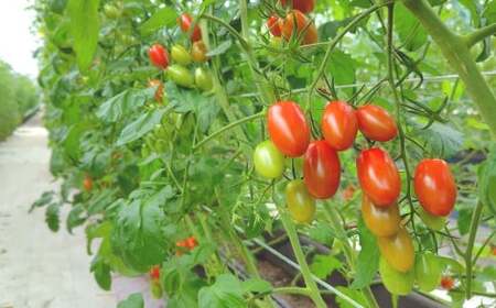 ミニトマト「北海道ルビー」約2kg バラ 野菜 高糖度 北海道 浦臼町 【2025年11月下旬迄発送】