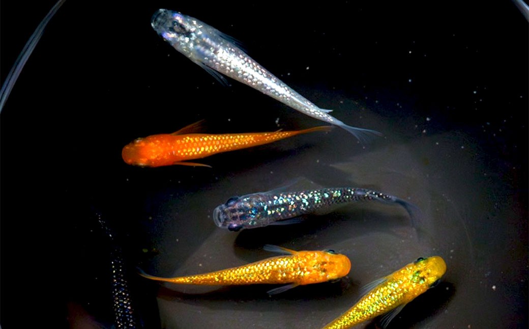 ラメミックスメダカ 6匹