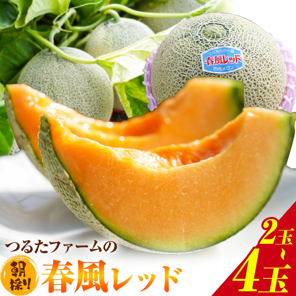 【ふるさと納税】【先行予約】つるたファームの 朝採り 春風レッド メロン 1.2kg前後 2玉 または 4玉 株式会社七城の恵み《2026年4月下旬-5月上旬頃出荷》熊本県 菊池市 メロン つるたファーム