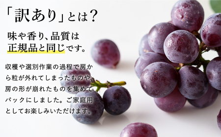 【2026年先行予約】数量限定 訳あり 豊岡ぶどう「ピオーネ」 約300g×6パック ／ ぴおーね ブドウ 葡萄 訳ありぶどう 大粒 強い甘み 爽やかな酸味 新鮮 果物 産地直送 くだもの フルーツ 