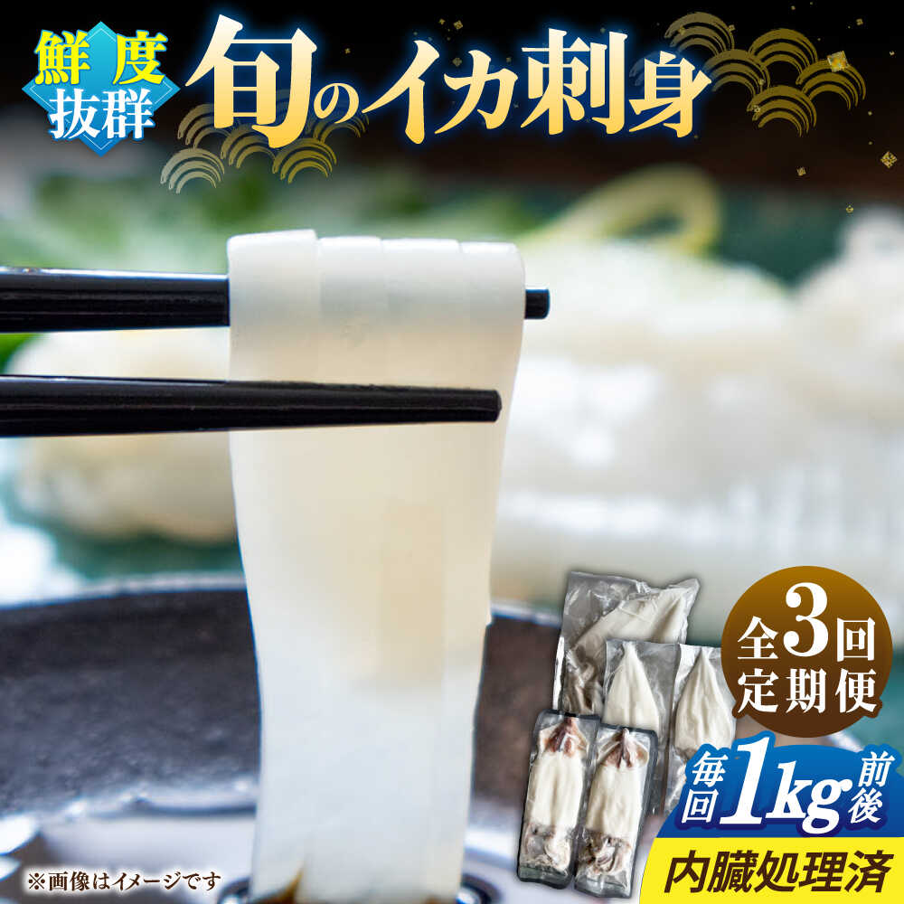 【ふるさと納税】【全3回定期便】旬のイカ刺身1kg前後《壱岐市》【馬渡水産】[JAQ031] いか イカ 烏賊 剣先 アオリ あおり スルメ するめ 刺身 刺し身 お刺身 海鮮 魚介