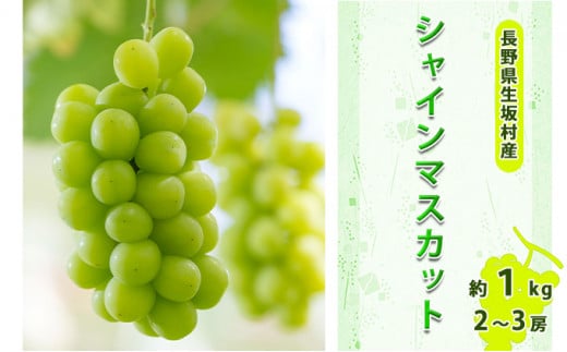 【2026年先行予約】シャインマスカット 約800g～1kg（2～3房入り） 種なし ぶどう 信州直送 | 長野県産 ブドウ 種無し 葡萄 | 令和8年9月上旬～下旬頃順次発送予定 | 長野県 生坂村 [小さな果樹園 ぷてぃ・べるじぇ]