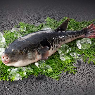 ふるさと納税 南島原市 長崎県産トラフグ刺身3人前 |  | 02