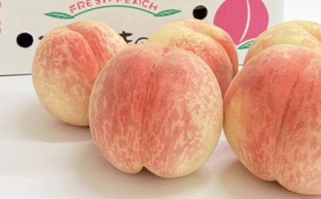 No.2580希少品種CX/シ－エックス 約3kg【2026年発送　先行受付】