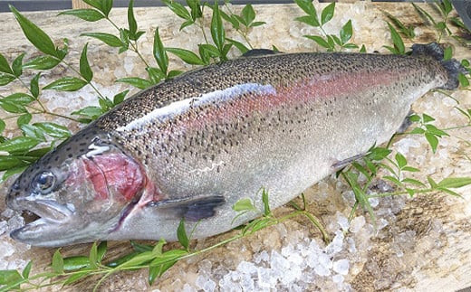 【定期便12回】産地直送栃木県のブランド魚「プレミアムヤシオマス」の塩麹漬 2切入×2パック  [ 冷凍便 ] | 魚 ます 養殖 産地直送 栃木県 (毎月お届け）