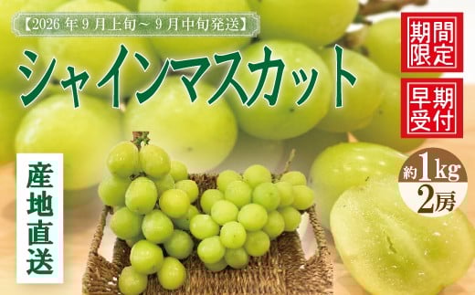 
                  シャインマスカット 2房 約 1kg 種なし 早期受付 2026年収穫 秋 旬 おすすめ オススメ 人気 ジューシー 新鮮 産地直送 厳選 数量限定 高知 高知県 四万十市 四万十 しまんと 葡萄 ぶどう ブドウ フルーツ 果物 くだもの マスカット 予約 26-900
                