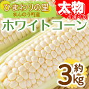 【ふるさと納税】＜先行予約！2025年6月上旬以降順次発送予定＞＜太物も選べる＞太物！ホワイトコーン(約3kg/通常品・2Lサイズ以上) 国産 トウモロコシ 野菜 コーン とうもろこし 産地直送 新鮮 冷蔵便【man110・man111】【Aglio nero】