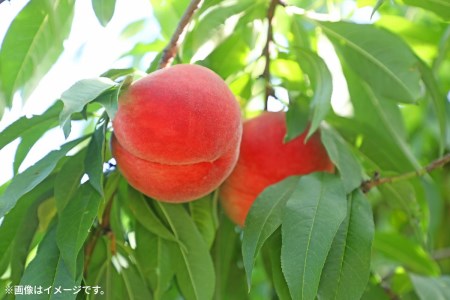特秀品!三豊市生まれの絶品桃(約2kg)