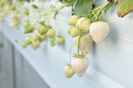 【発送1～4月】天使のいちご　350～400ｇ　白いちご 　【苺】 イチゴ おおきい スイーツ 白い 果物 ふるさと納税 いちご うまい フルーツ 期間限定 人気いちご まるい 甘い いちご 旬 直送