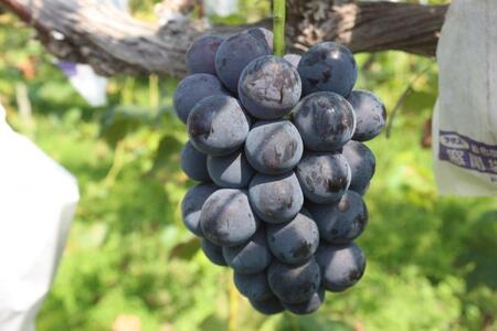 ご自宅用船坂ぶどう 約1kg（2～3房）| 船坂ぶどう ぶどう フルーツ 兵庫県 上郡町 