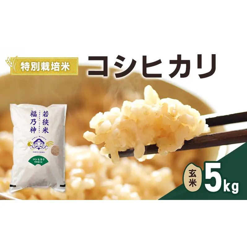 令和8年産 特別栽培米 コシヒカリ 5kg（玄米） 米 お米 こしひかり 若狭町