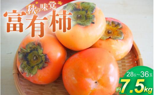 かつらぎの陽だまりが育てた富有柿約7.5ｋｇ【2026年11月上旬～12月上旬頃発送予定】/柿 フルーツ 果物 和歌山県 かつらぎ町 甘い 【A-frks183】