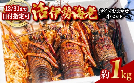 伊勢海老 活伊勢海老 約1kg サイズおまかせ 伊勢えび 伊勢エビ いせえび イセエビ 海老 えび エビ