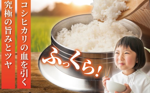米 はるみ 5kg 先行予約 10月発送 令和8年度米 こめ コメ キヌヒカリ コシヒカリ こしひかり kome ※ おこめ お米 白米 はくまい ハクマイ 精米 ブランド米 特A ランク ご飯 ごは