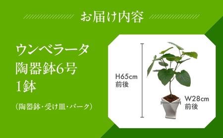 ウンベラータ 観葉植物 植物 6号鉢 人気 おしゃれ かわいい お手入れ 室内 大鉢 中型 インテリア リビング 玄関 寝室 キッチン オフィス プレゼント ギフト 新居 入居 インテリアグリーン グ
