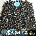 【ふるさと納税】宍道湖産活大和しじみ大粒(L)4kg(砂はき済み) 島根県松江市/平野缶詰有限会社[ALBZ017]