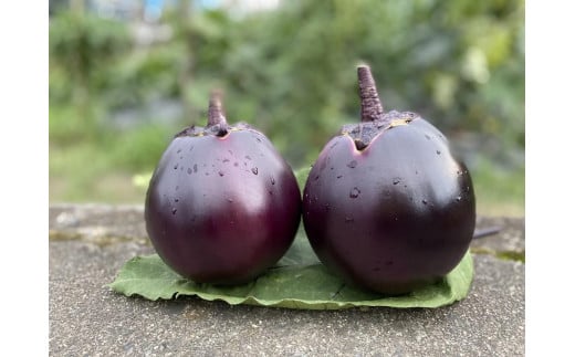 【注文後1～2週間後にてお届け】京ブランド野菜・賀茂茄子（かもなす） 6個 約1.5kg