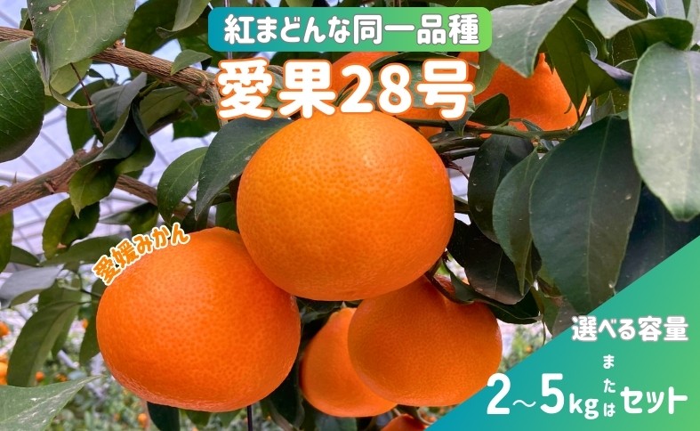 
                  愛果28号 紅まどんなと同一品種 温州みかん みかん 愛媛県産 【選べる内容】 2kg 5kg みかんセット ＜12月上旬から順次発送予定＞ 先行予約 数量限定 人気 柑橘 伊予市
                
