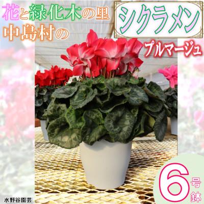 ふるさと納税 中島村 【先行予約】シクラメン6号鉢(プルマージュ)　水野谷園芸