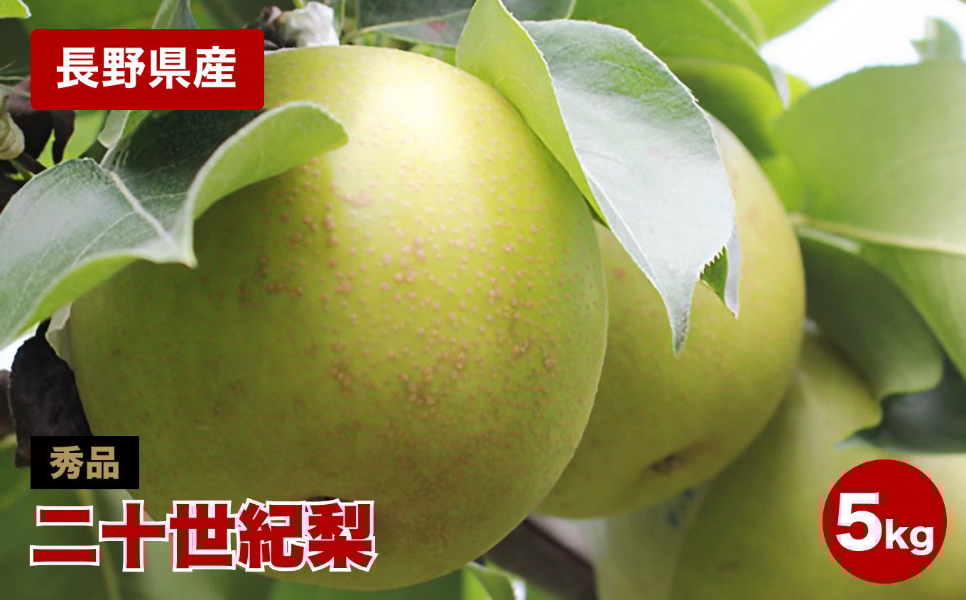 
            滴る程にジューシー 長野県産　なし(二十世紀) 約5キロ 秀品〈2025年9月上旬～9月末発送〉 | 果物 くだもの フルーツ 梨 なし 二十世紀梨 長野県 信州 南信州 飯田市
          