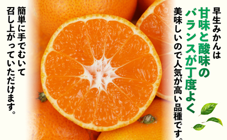 訳あり 早生 みかん 9kg 河野農園 温州みかん 早生みかん 早生温州 温州 蜜柑 mikan 愛媛みかん 愛媛蜜柑 愛媛ミカン 果物 くだもの フルーツ おすすめ 人気のみかん 訳アリ 訳あり品 
