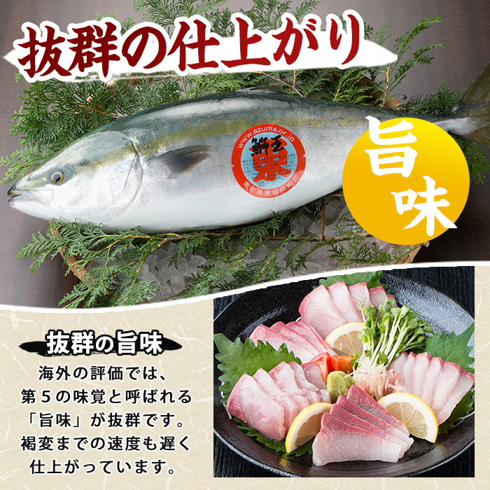 ＼年始発送 先行予約／＜数量限定＞【2027年1月9日発送】『旅サラダ』で紹介ぶりの王様「 鰤王 」 フィレ 半身 (約1.2〜1.5kg・フィレ1枚) 産地直送 新鮮 旨味が抜群の 長島町 特産品 