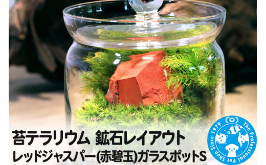 苔テラリウム 鉱石レイアウト レッドジャスパー(赤碧玉)ガラスポットS 説明書付 [株式会社チャーム charm 観葉植物 苔テラリウム インテリア・雑貨 グリーン ガラスボトル ガラスポット ガラス