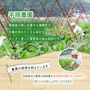 先行予約 なす 約25本 茄子 ナス 産地直送 天敵栽培 期間限定 【2024年7月以降発送】