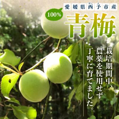 ふるさと納税 西予市 <愛媛県西予市産 青梅 約3kg> うめ ウメ あおうめ |  | 01