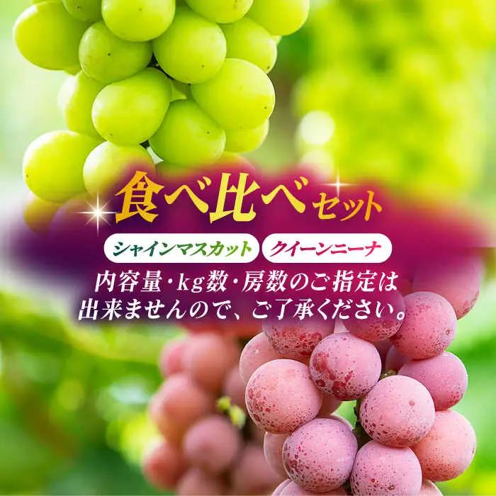 【2026年発送先行予約】食べ比べセット 約600g（シャインマスカット ＆ クイーンニーナ 各一房）【合同会社 社方園】[ZBZ036]
