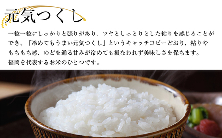 【 定期便 ・全6回 】【先行予約】〈令和6年産〉 福岡県産 ブランド 米「 元気つくし 」 合計 60kg ( 10kg × 6回 ) 毎月お届け NP005-1