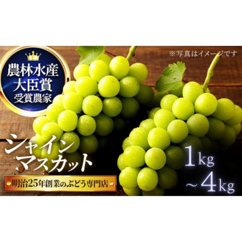 【ふるさと納税】≪選べるサイズ≫直売所限定販売の数量限定シャインマスカット 1.0 2.0 3.0 4.0サイズ　8月中旬～9月下旬発送　お届け：2026年8月中旬～9月下旬