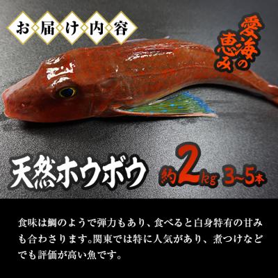 ふるさと納税 佐伯市 天然 ホウボウ (約2kg・計3-5本) |  | 01