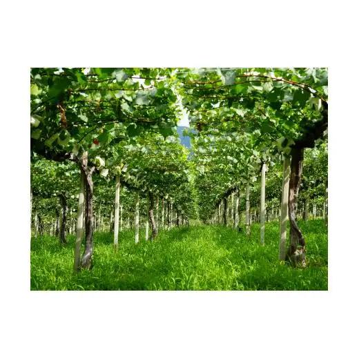 【山梨ワイン】蔵元直送「OLIFANT甲州瓶内二次発酵スパークリング750ml×2本セット」