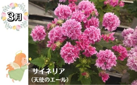 モリヒロ園芸が育てたお花の定期便（年間5回） 植物 瀬戸内 温暖 気候 鉢花 
